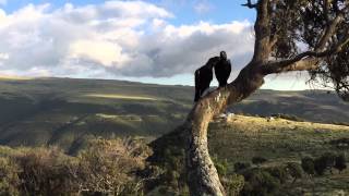 Thick-billed Ravens at Geech campsite, Simien Mountains