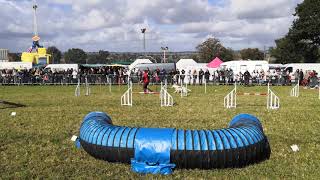 Démonstration d'agility à la foire Saint-Denis de Montilly-sur-Noireau.