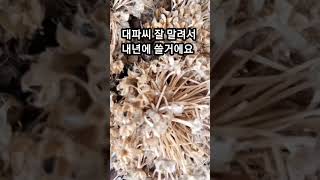 텃밭에 있는 대파씨 수확~ #대파씨 #대파씨받기 #대파씨앗