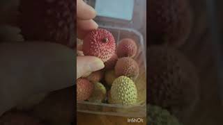 Mini lychee pack/Canada life/grocery shopping/加拿大老外超市荔枝，品质不太好但也不便宜