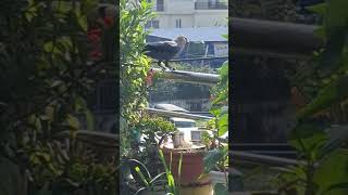 Big Crow Looking For Food