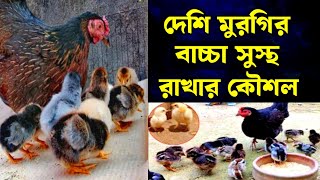 দেশি মুরগির বাচ্চা সুস্থ রাখার কৌশল || Deshi Murgir bacha palon || দেশি মুরগির বাচ্চা পালন পদ্ধতি