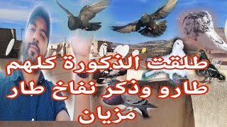 طلقت دكورة كلهم طارو وطلقت دكر  نفاخ  طار مزيان توليعة زوينة مشاء الله