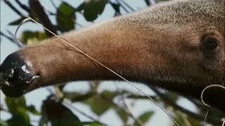 Giant Anteater | pemburu semut dan rayap tanpa takut di sengat #video #animals #wildlife #hewan