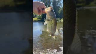 Nice bass on a fluke