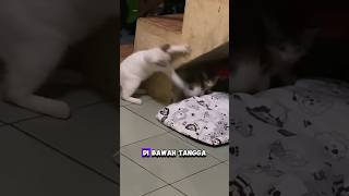 Kucing putih dikagetin anak kucing dibawah tangga #shortvideo #shorts