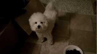 Bichon Separation Anxiety