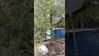 Pembuatan gazebo ditengah pohon durian ochee dan bawor.#shorts #shortvideo #durian #durianbawor