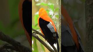 Beautiful Color Bird