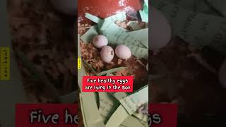 4th Clutch Has 5 Eggs | 3rd clutch 4 chicks Were Died of Soaked Wheat | Care in Soft Diet For Chicks