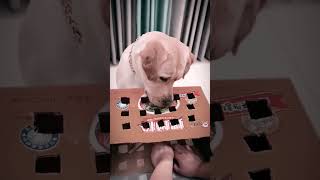 Funny Dog #funnyvideos #shorts #funnydog