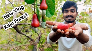 Kaju Forest 🎋🎄 indian village life vlog 🌲🎋 #villagelifevlog #kaju #vlogvideos 🎋🎋,