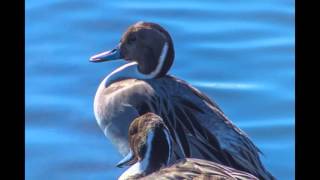 Bolsa Chica Wetlands 11:19:15