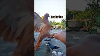 Pigeon Tries to Land but Hesitates #pigeon #slowmotion