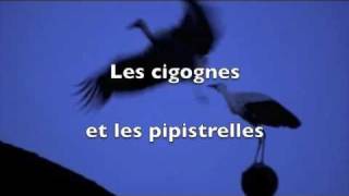 Cigognes  et Pipistrelles à Bohéries B.m4v