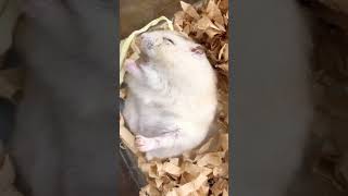 cute hamster 🐹