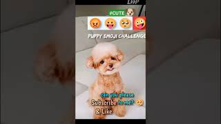 Puppy emoji challenge