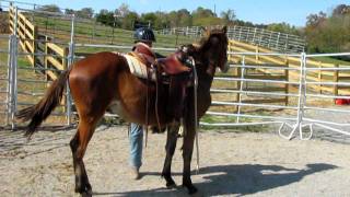 Taming mustangs.