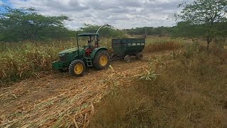 FIZEMOS A SILAGEM DE MILHO 🌽 PARA ALIMENTAR OS ANIMAIS NA ÉPOCA DE SECA