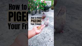 How to Make Pigeons Your Friends #pigeon