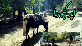 Uper Kachura Beauty Of Land| Cow & Goats| Animal Lover