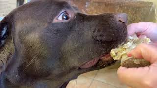 Thor Labrador Chocolate mentre sbrana un osso con l’occhio da pazzo allucinato