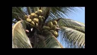 La Palmera el árbol de la vida -  La Fruta de la Vida - Publicado por Portal de Armeria com