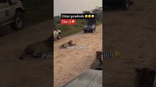 Uttarpradesh Se Hai 😎💪🏻 #animals  #animalsfunnymoment #comedy #funny #youtubeshorts #viral #ytshort