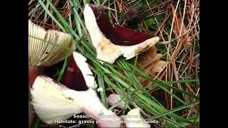 Russula queletii. Champimaginatis. English Text.