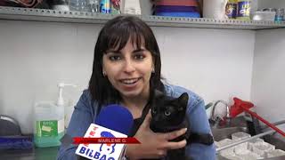 PERROS 🐶🐕‍🦺  y GATOS 🐱🐈 de BILBAO buscan un HOGAR 🏠 (Adopción de perros y gatos)