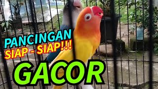 Pancingan Lovebird lutino x lovebird mangsi Langsung Ngekek Panjang