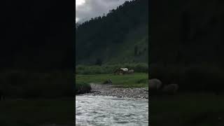 Kumrat River Beautiful Pakistan #pakistan #river #kumrat #kumrat_valley