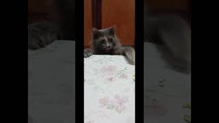 Nice Cats eating قطة مضحكة