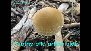 Psathyrella artemisiae. Champimaginatis. English Text.