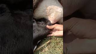 talented calf' #cow #dairy #animals #calfbirth #calffeeding #milking #calf #cow  #cow #agriculture