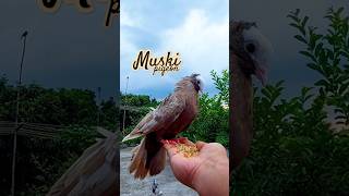 Muski pigeon video #pigeon #muski #birds #shorts