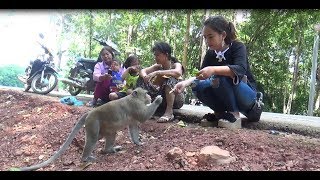 Beautiful Cambodian Girl Giving Food To Monkeys And Monkeys Fighting Each Other Until Top of tree.