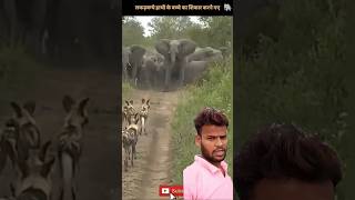 लकड़बग्घा हाथी का झुंड #shortsvideo #elephants #green screen