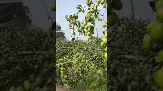 এগারো মাসের কুল/বড়ই গাছে ২ মণ বড়ই - Krishi Bicitro - কৃষি বিচিত্র #shorts