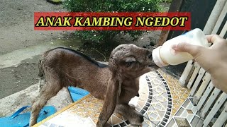 MEMBERI SUSU PENGGANTI ANAK KAMBING / ANAK KAMBING NGEDOT @friskavlog19