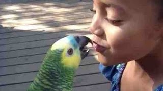 PARROT'S FIRST KISS Blue Front Amazon Parrot