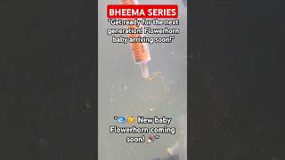 BHEEMA SERIES, "🐟👶 New baby Flowerhorn coming soon! 🎉"