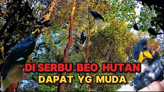 MIKAT BEO HUTAN NYA ASLI RAME DI SINI ‼️ hutan lebat kepri