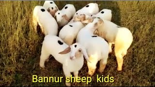 Bannur Sheep Kid's Bandur sheep