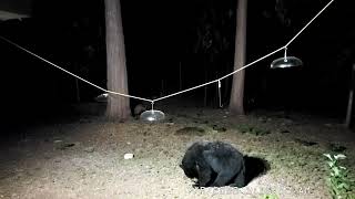 A BEAR VISITS THE BACKYARD