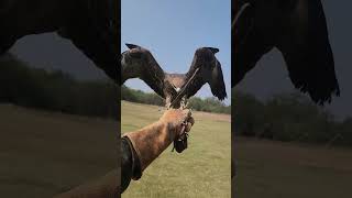 Black kite bird flying to hand