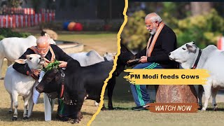 PM Modi feeds cows at his residence on Makar Sankranti | AMTVNews