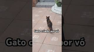 #viralvideo #gatofofo #gatosfofinhos #cat #youtubeshorts #games #animeshorts #animes ##viratkohli