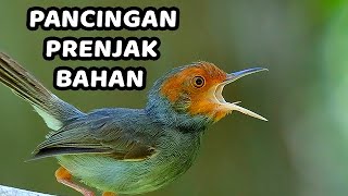 SUARA JERNIH PRENJAK KEPALA MERAH GACOR | COCOK BUAT MASTERING & PIKAT PRENJAK TAMU