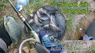 RIBUAN IKAN BERBARIS RAPI DI PINGGIR SUNGAI || UMPAN PALING GACOR GAK ADA OBAT